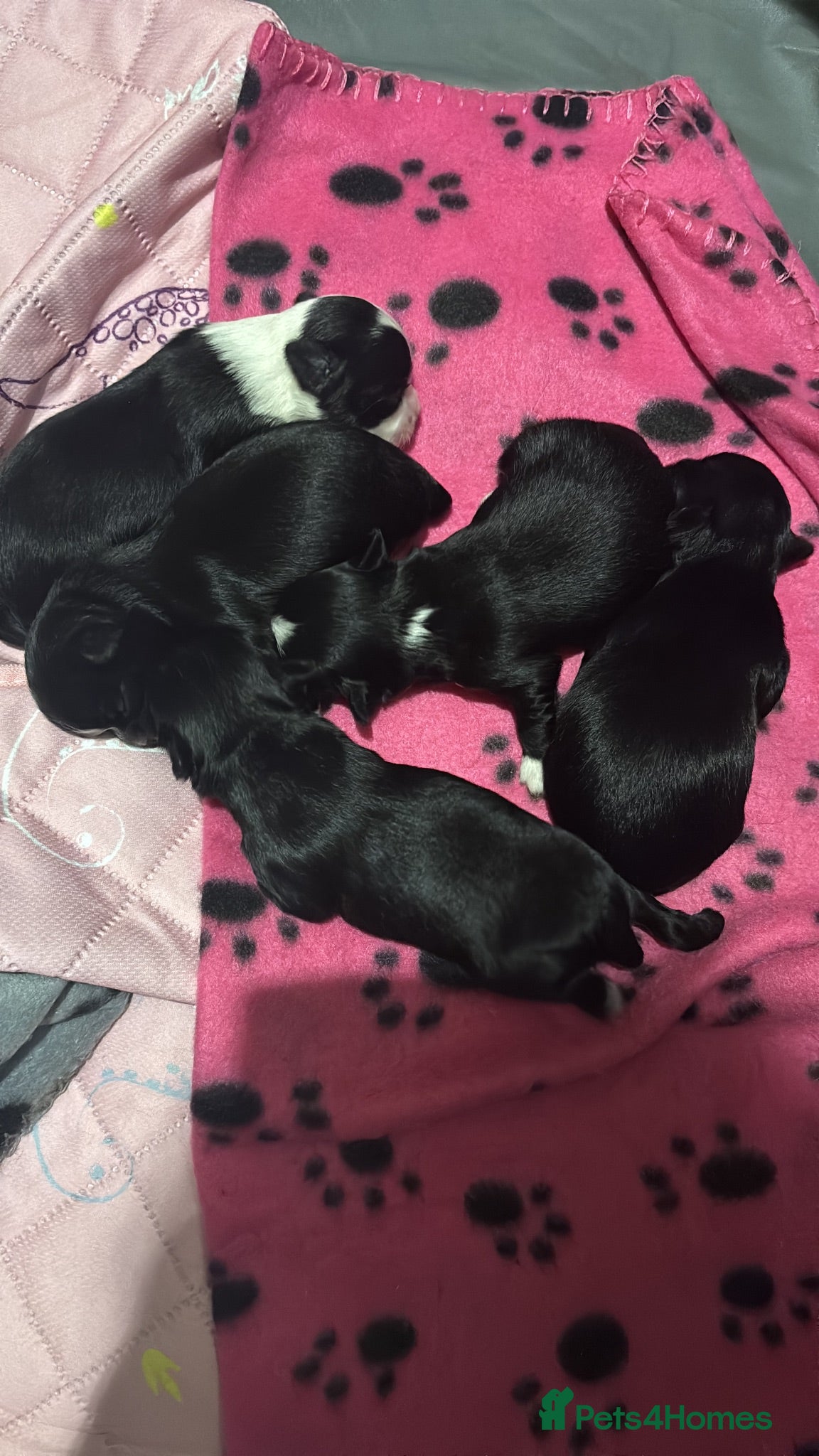 Chihuahua dogs Chihuahua puppies  - Advert 2