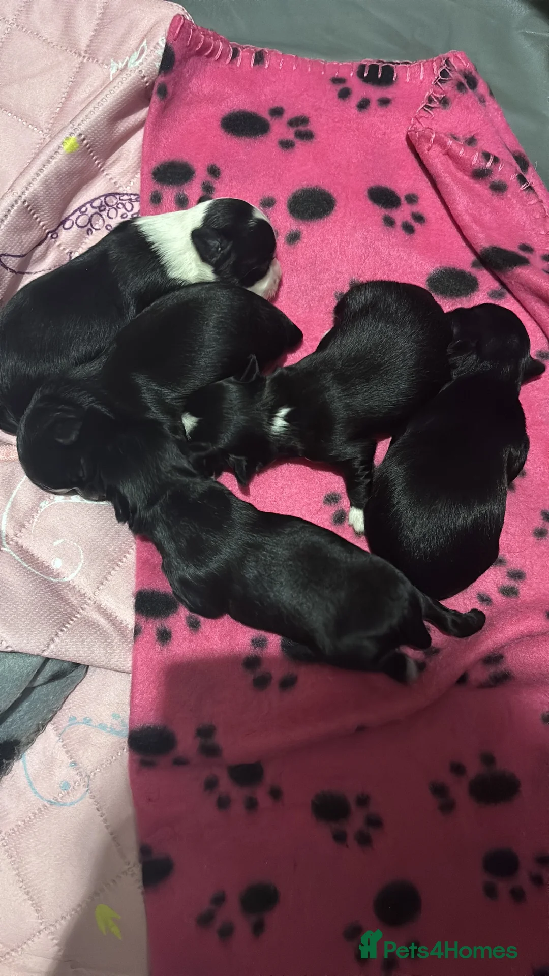 Chihuahua dogs for sale: Chihuahua puppies  in Dereham - Advert 2