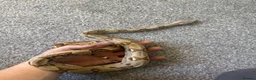 Boa Snake reptiles for sale: 2 boas  - Advert 3