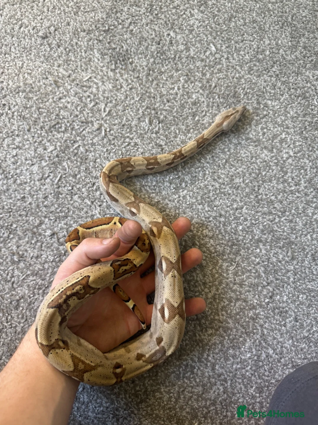 Boa Snake reptiles for sale: 2 boas  - Advert 3