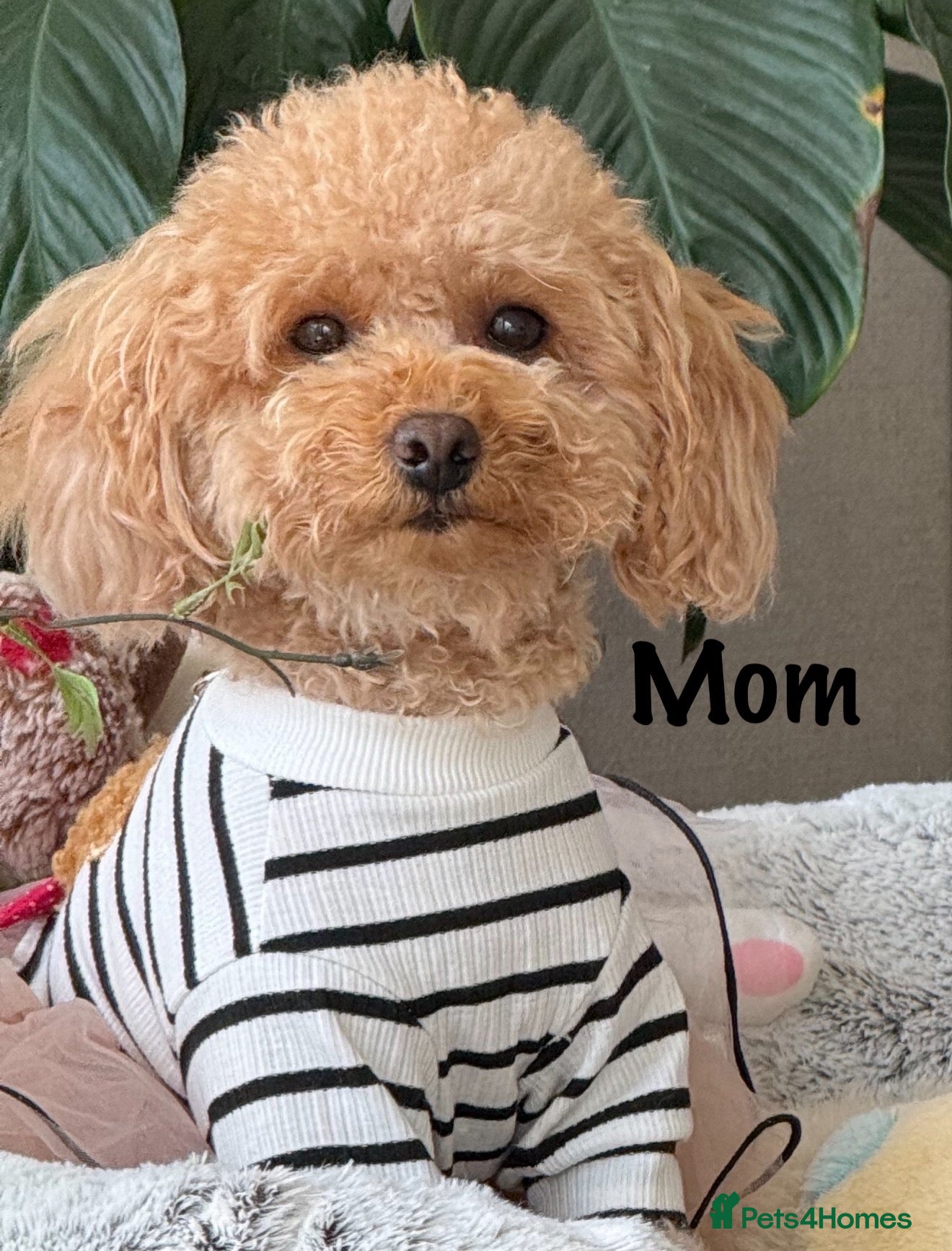 Toy Poodle dogs Asian Tiny Teddy Toy Poodles to Steal Your Heart  - Advert 1