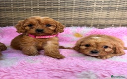 Cavapoo dogs for sale: *red cavapoos* - Image 5