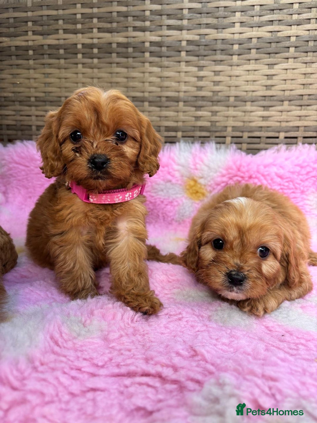 Cavapoo dogs for sale: *red cavapoos* - Image 5