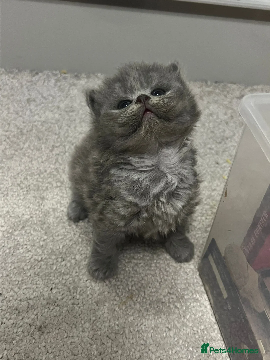 British Shorthair cats for sale: Chunky bsh grey baby - Advert 2