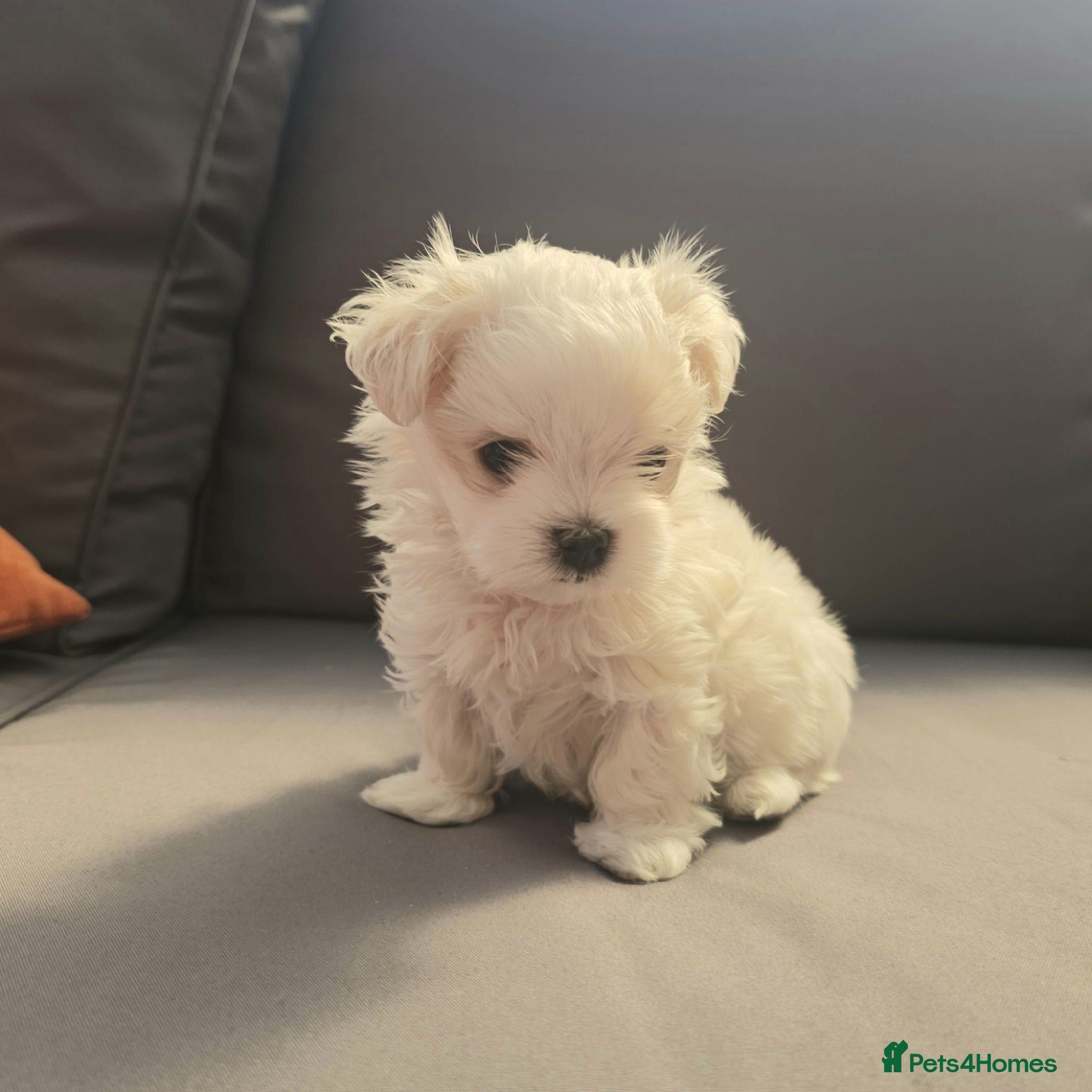 Maltese dogs Maltese last  girl  available  - Advert 1