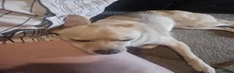Mixed Breed dogs for adoption: Pippin for adoption - Advert 10