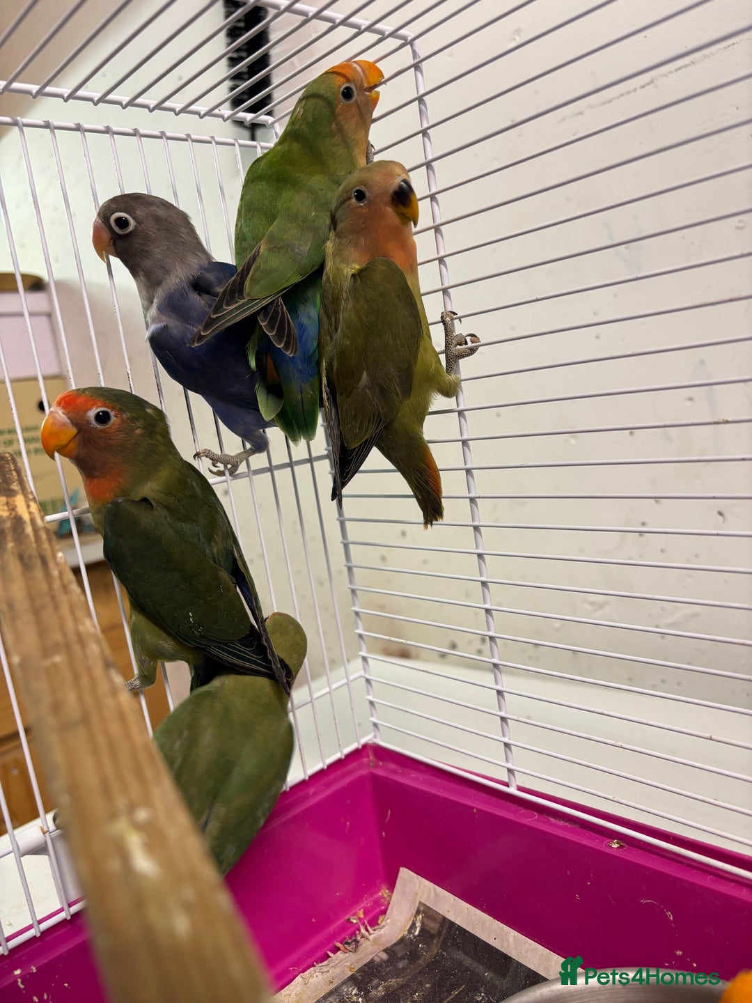 Lovebirds birds for sale: Young livebirds - Advert 6