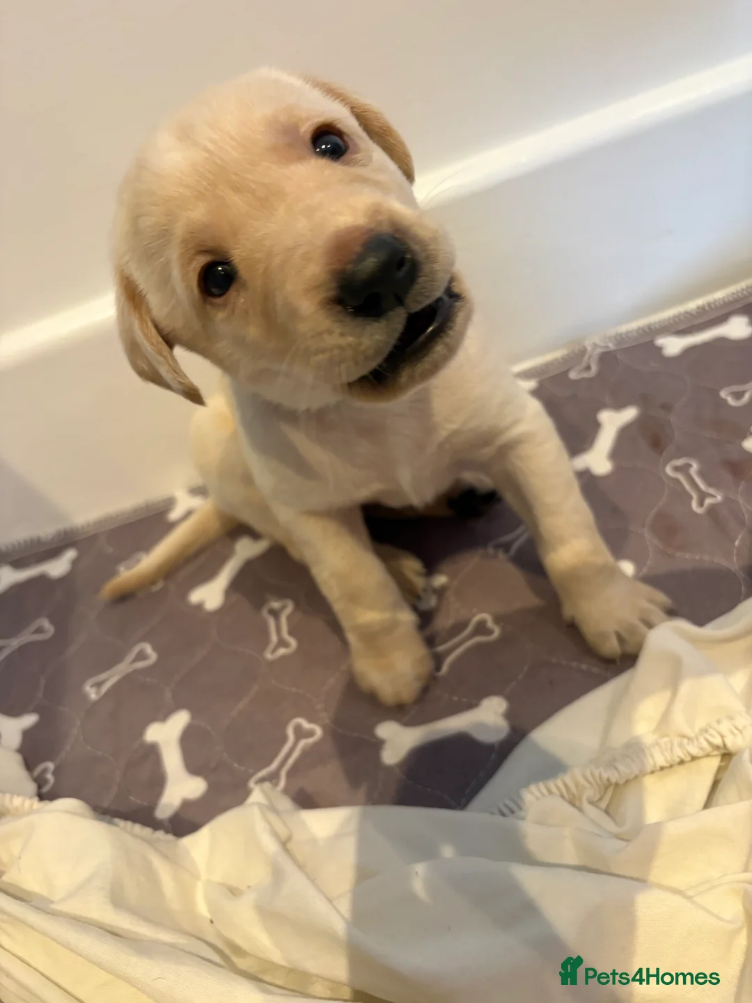 Labrador Retriever dogs for sale: Labrador Retriever Puppies 🐶  - Advert 30