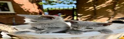 Russian Blue cats for sale: 🐾Champion Line TICA Russian Blue Kittens 🐾 - Advert 7