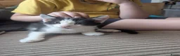 Mixed Breed cats for sale: 2 male kittens in Shepton Mallet - Advert 3