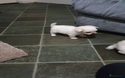 Maltese dogs for sale: Tiny Maltese puppies  - Image 5