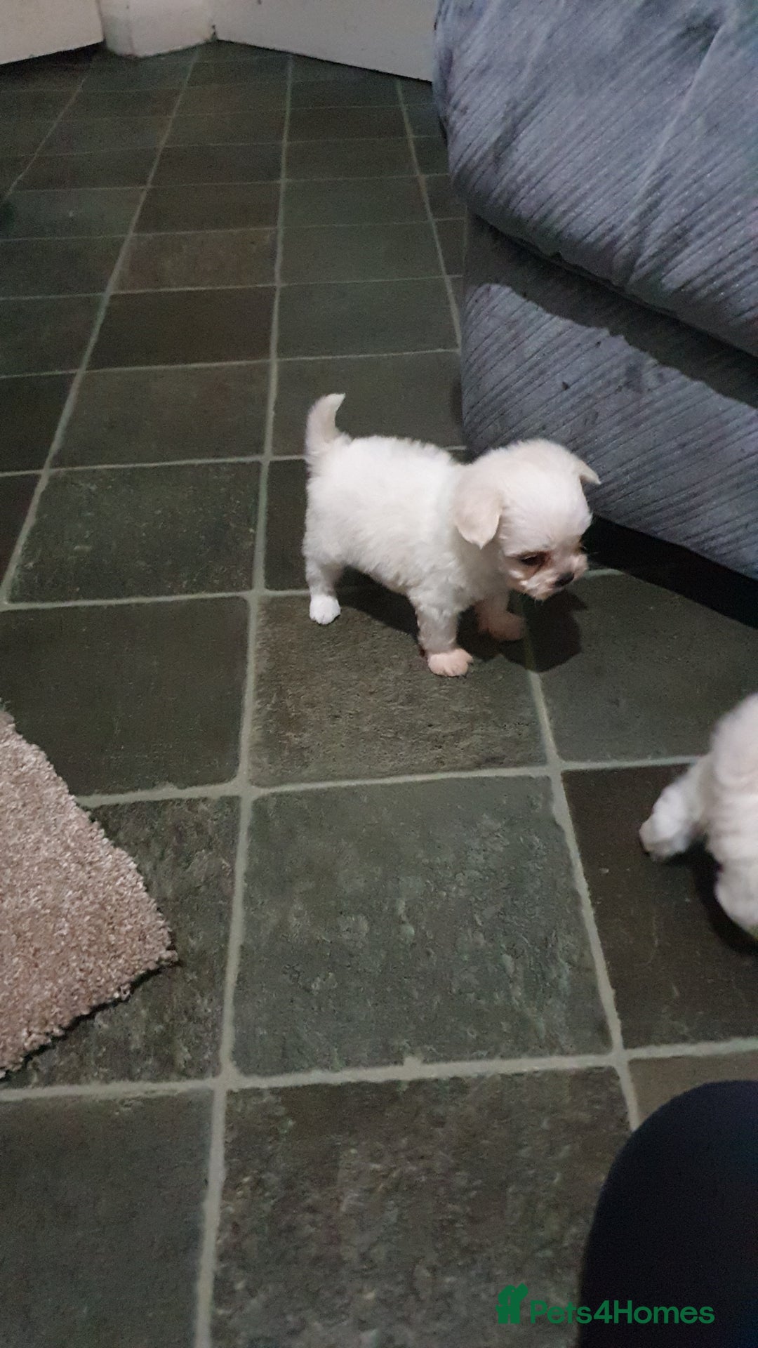 Maltese dogs for sale: Tiny Maltese puppies  - Image 5