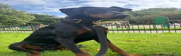 Dobermann dogs for sale: Female Doberman - Advert 2