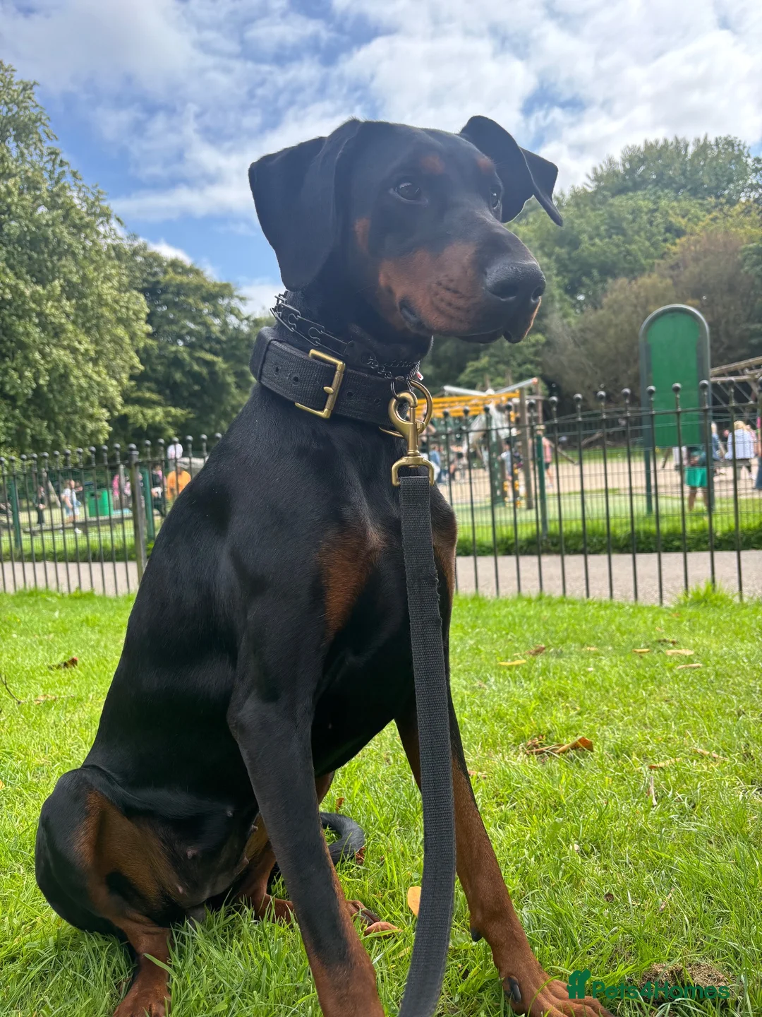 Dobermann dogs for sale: Female Doberman - Advert 2