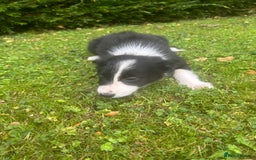 Border Collie dogs for sale: Gorgeous Collie pups - Image 2