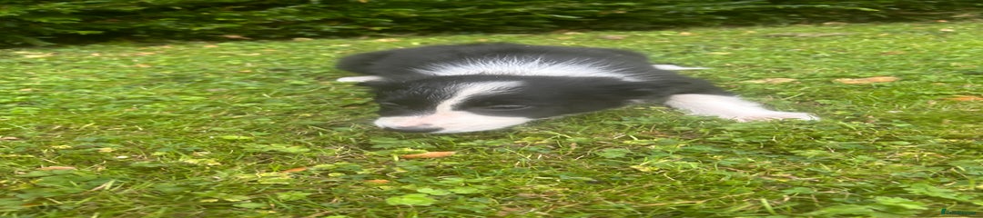 Border Collie Puppy 5