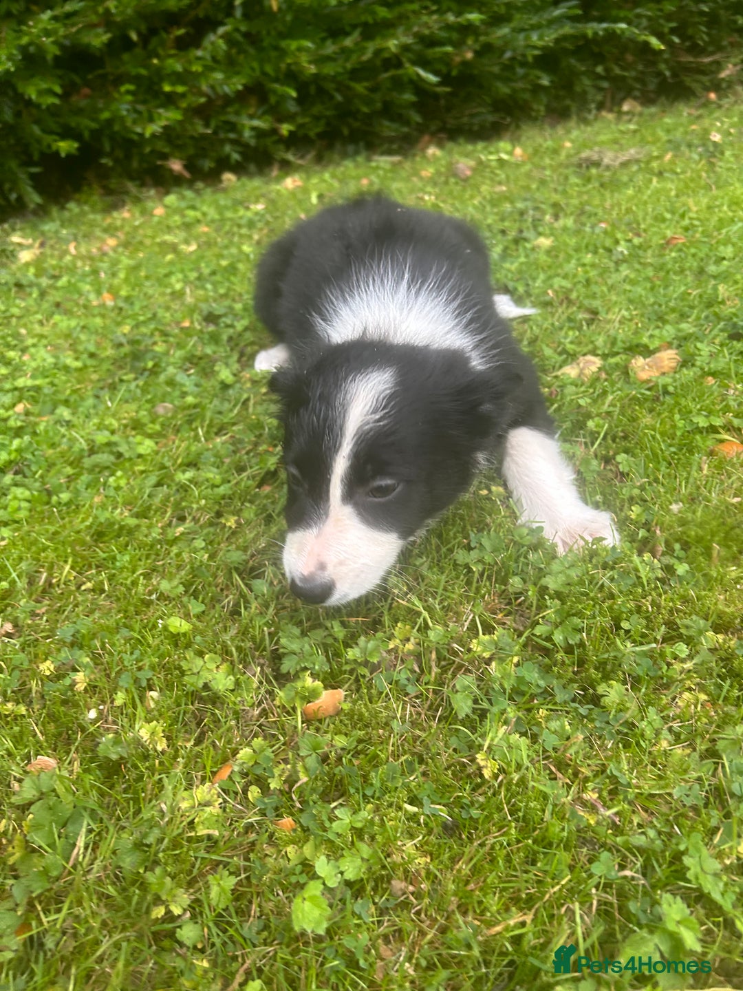 Border Collie dogs for sale: Gorgeous Collie pups - Image 2