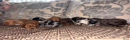 Cocker Spaniel dogs for sale: Cocker spaniel puppy’s  - Advert 16