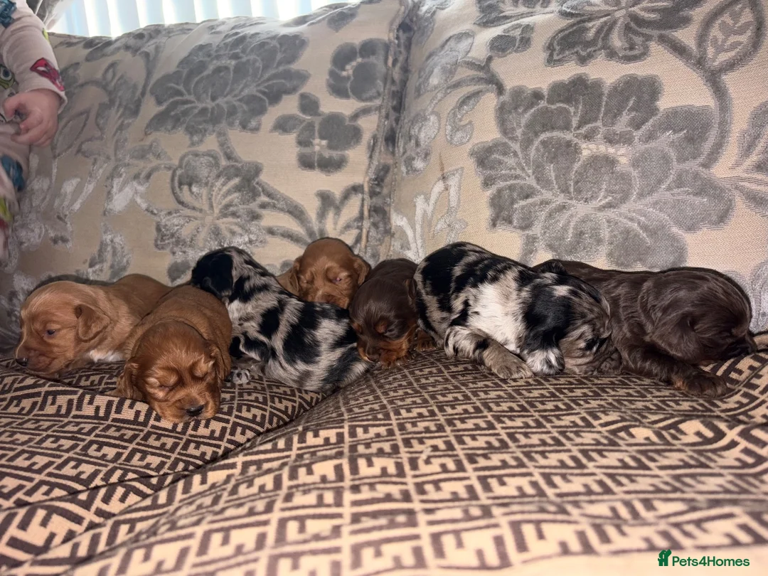 Cocker Spaniel dogs for sale: Cocker spaniel puppy’s  - Advert 16
