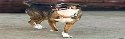 Mixed Breed dogs for adoption: Cisco - low energy cuddle bug!  in London - Advert 20