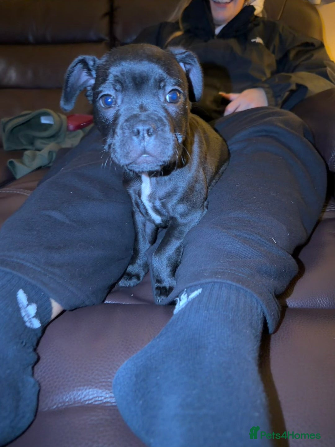 Mixed Breed dogs for sale: French staffys - Image 6