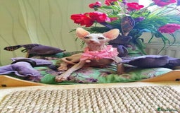 Sphynx cats for sale: Sphynx  kittens available  - Image 2