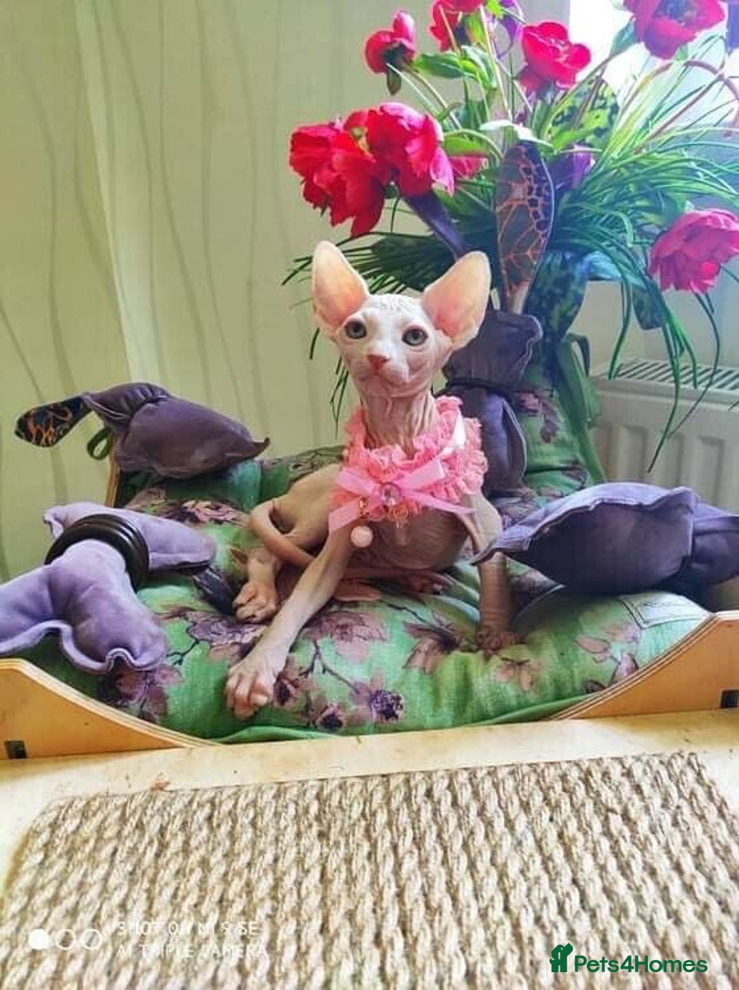 Sphynx cats for sale: Sphynx  kittens available  - Image 2