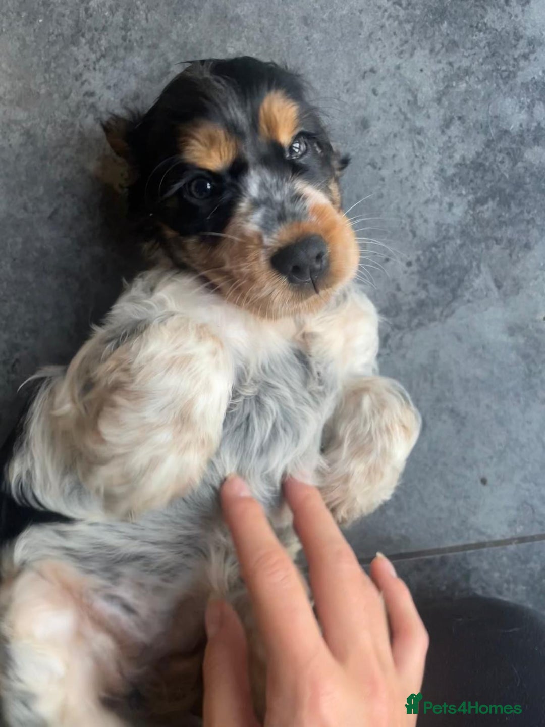 Cocker Spaniel dogs for sale: Cocker Spaniel - Show type - the calm type - Image 20