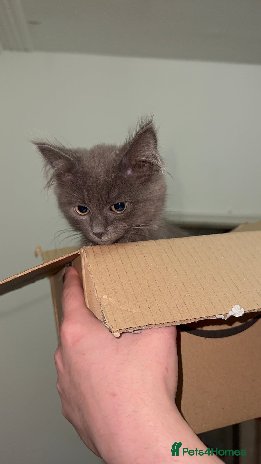 Mixed Breed cats for sale: Blissa & Mochi–BondedPairLookingforaLoving home - Image 5