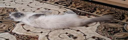Ragdoll cats for sale: Beautiful 6 years old Blue point female Ragdoll in Wolverhampton - Advert 5