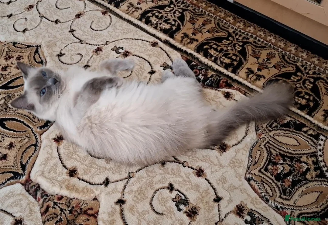Ragdoll cats for sale: Beautiful 6 years old Blue point female Ragdoll in Wolverhampton - Advert 5