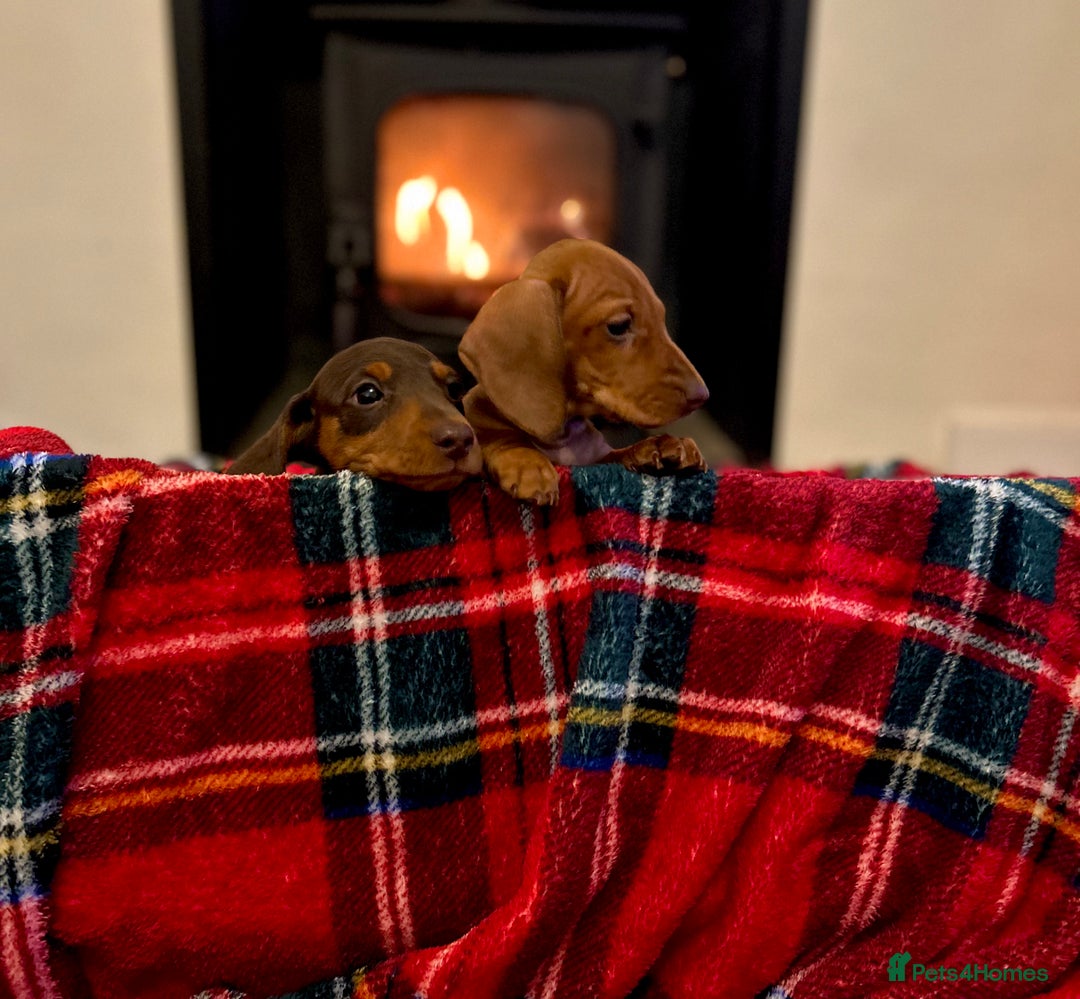 Miniature Dachshund dogs for sale: KC reg miniature smooth haired dachshunds  - Image 12
