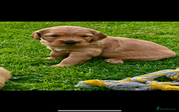 Golden Retriever dogs for sale: Golden retriever one beautiful male lovely puppy - Image 1