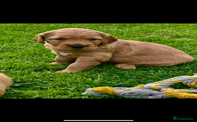 Golden Retriever dogs - Advert 5