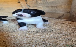 Sprollie dogs for sale: 7 lovely sprollie pups for sale - Image 12