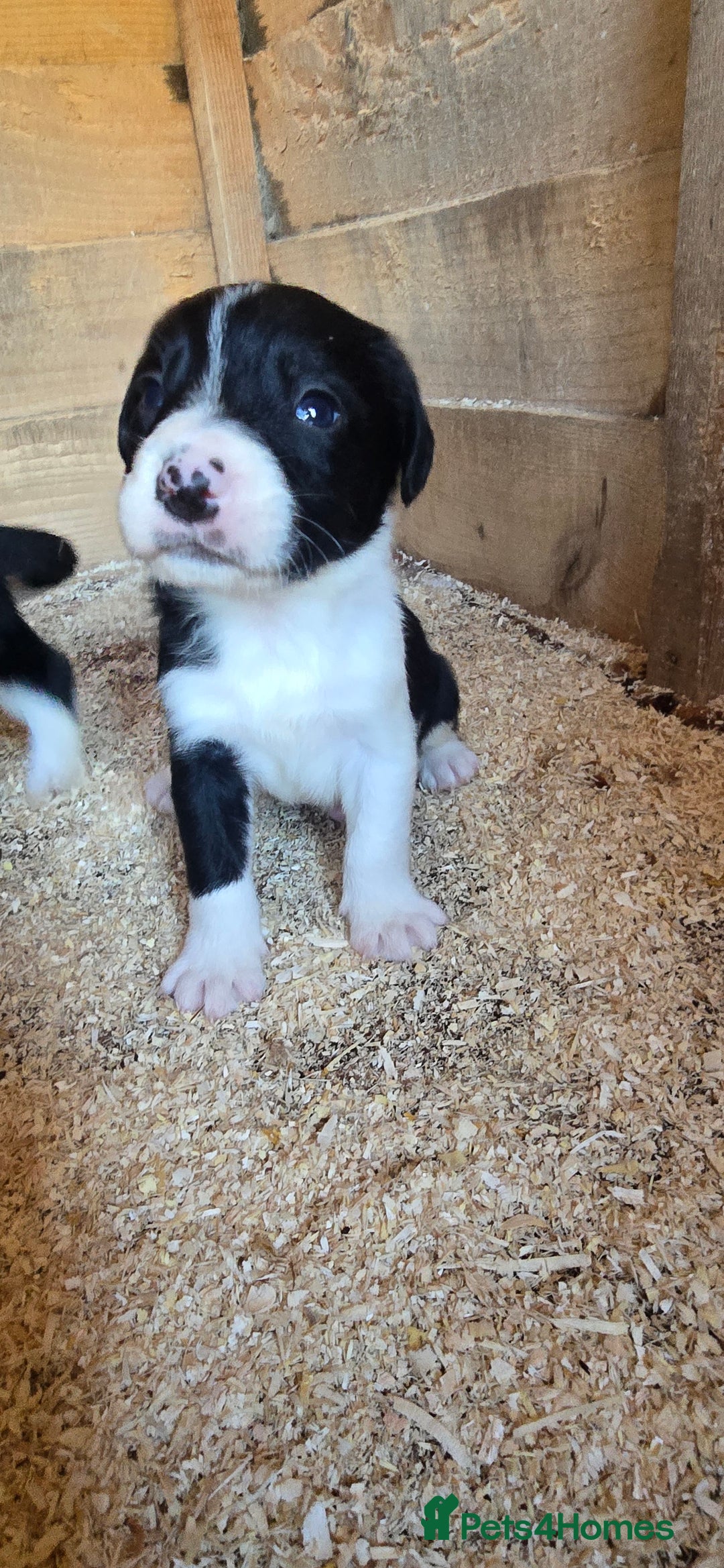 Sprollie dogs for sale: 7 lovely sprollie pups for sale - Image 12