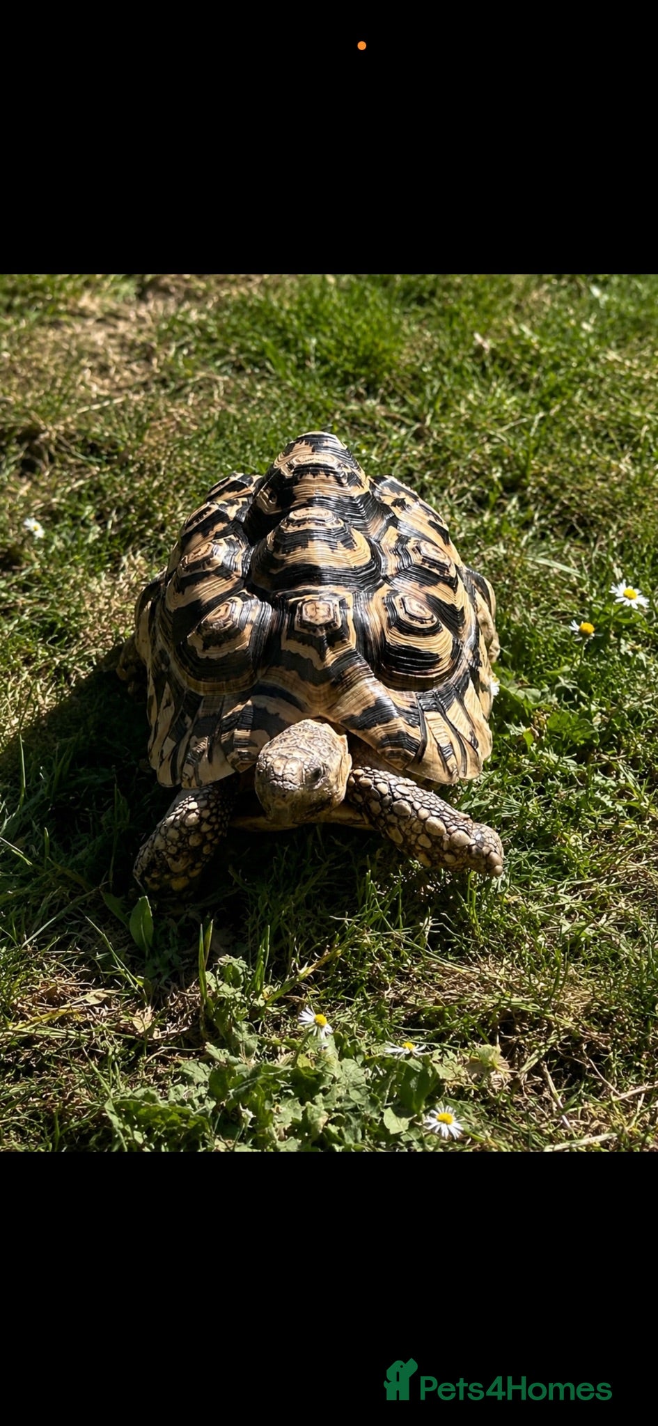 Tortoise reptiles Leopard tortoise  - Advert 2