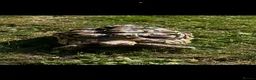 Tortoise reptiles for sale: Leopard tortoise  - Advert 1