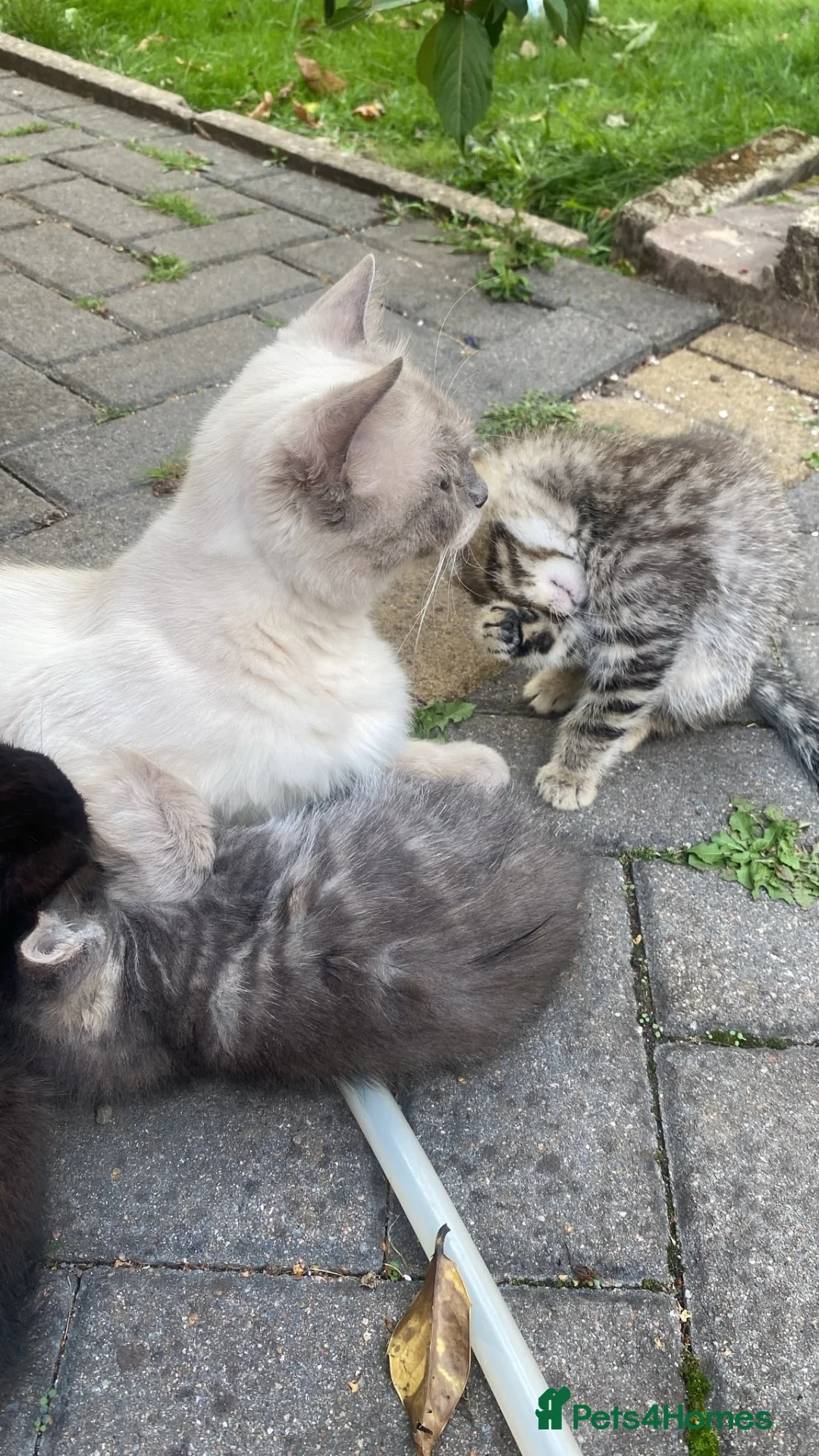 Ragdoll cats for sale: 🐾 Beautiful Ragdoll-Mix Kittens 🐾 - Advert 10
