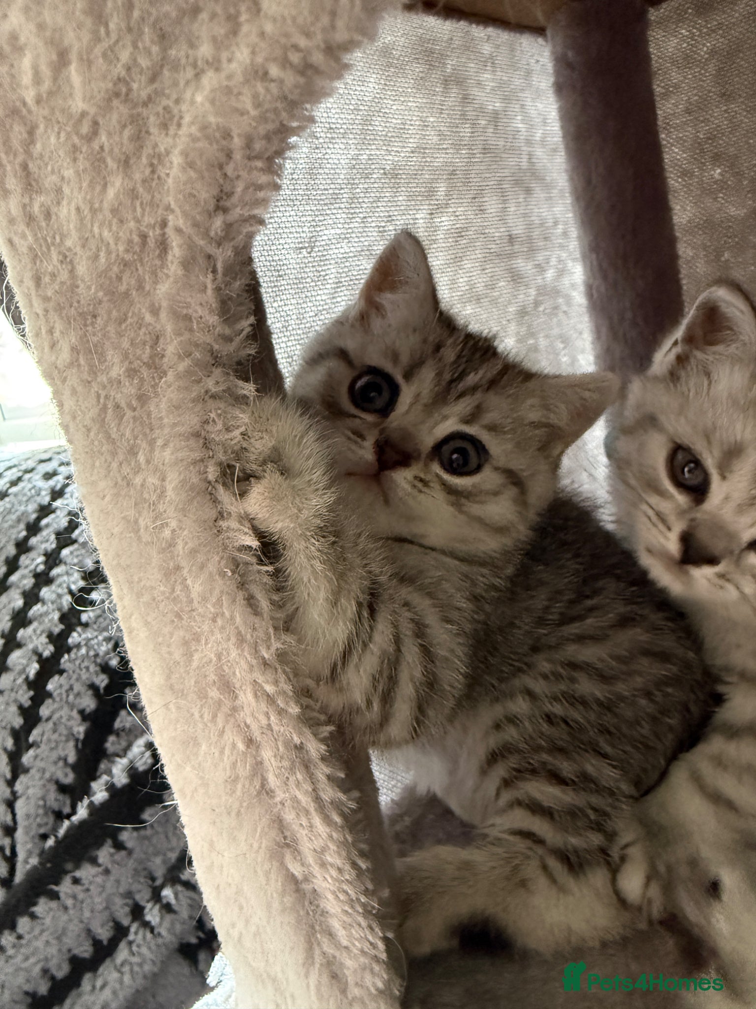 British Shorthair cats 🐾 FOR SALE: 5 Tiny British Shorthair Bosses 🐾 - Advert 1