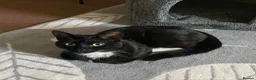 Mixed Breed cats for sale: 5 year old tuxedo cat needing a home - Advert 2