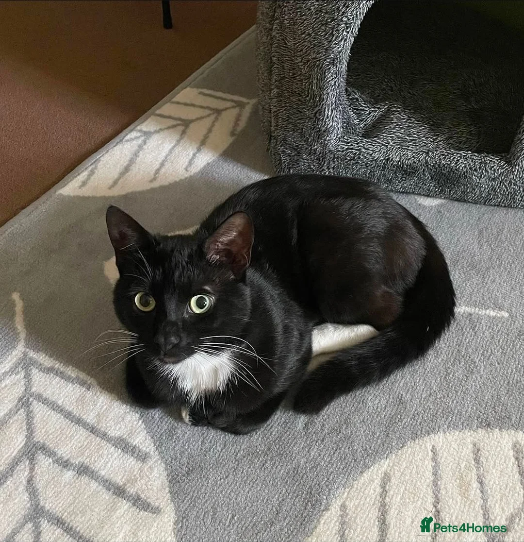 Mixed Breed cats for sale: 5 year old tuxedo cat needing a home - Advert 2