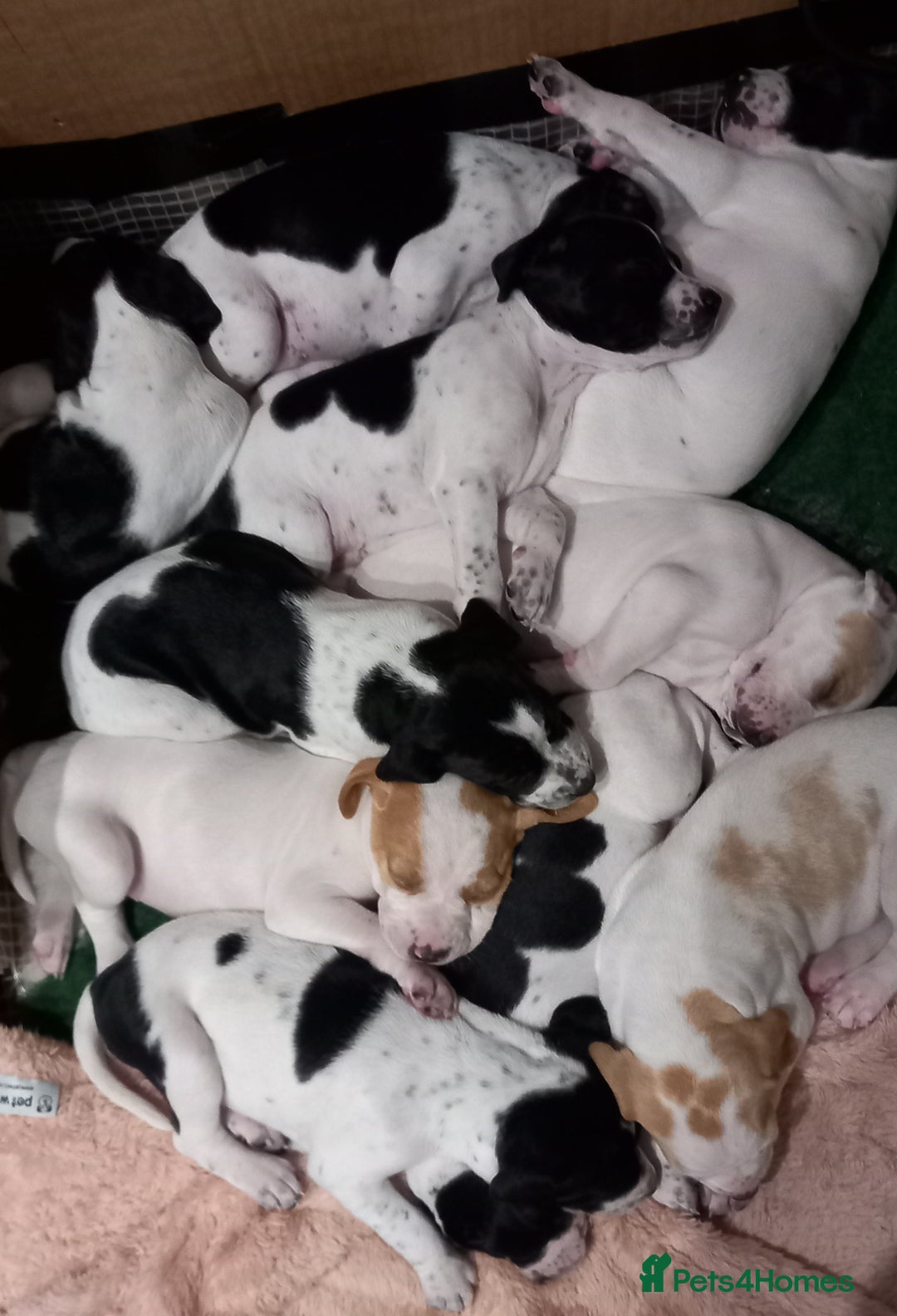 Pointer dogs for sale: Beautiful Pedigree Black & White Pointer Puppies - Image 5