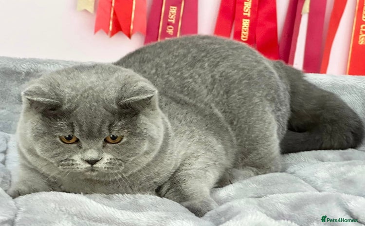 British Shorthair cats Beautiful Blue Girl - Advert 6