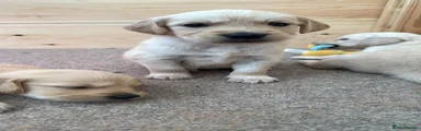 Golden Retriever 9