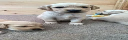 Golden Retriever dogs for sale: Golden Retriever Puppies - Advert 24