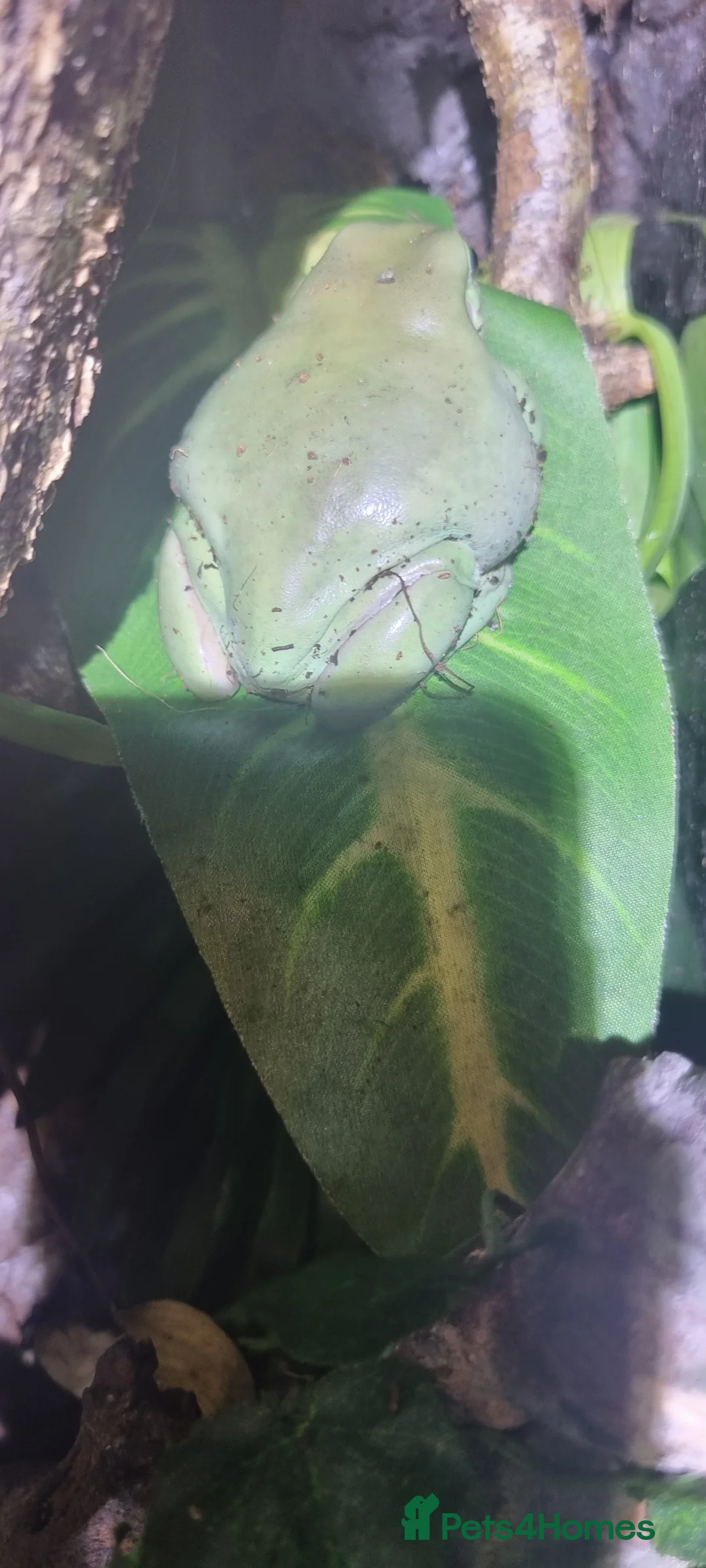 Frog reptiles for sale: Red eyes...milks...green tree frogs  - Advert 2