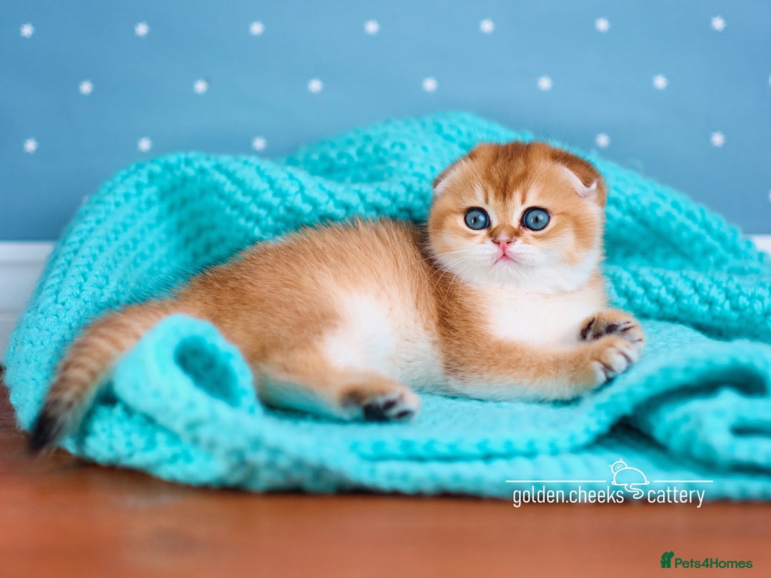 Scottish Fold cats for sale: Show Quality Scottish Kittens - Advert 1