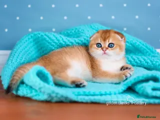 Scottish Fold cats Show Quality Scottish Kittens - Advert 5