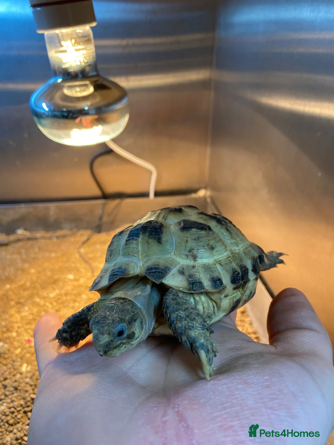 Tortoise reptiles for sale: Young Tortoises Available  - Advert 7